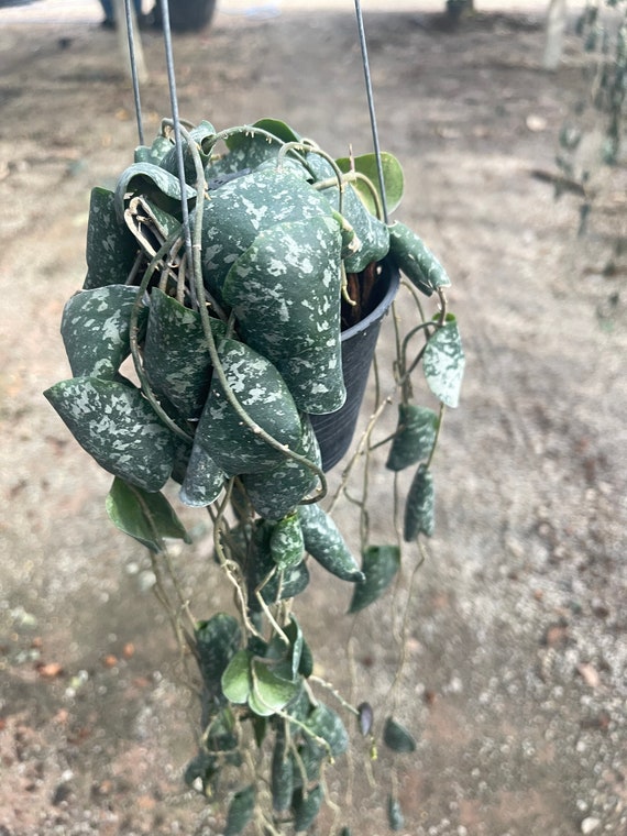 Hoya Imbricata ((HOYA)) ##phyto cer  ///Random