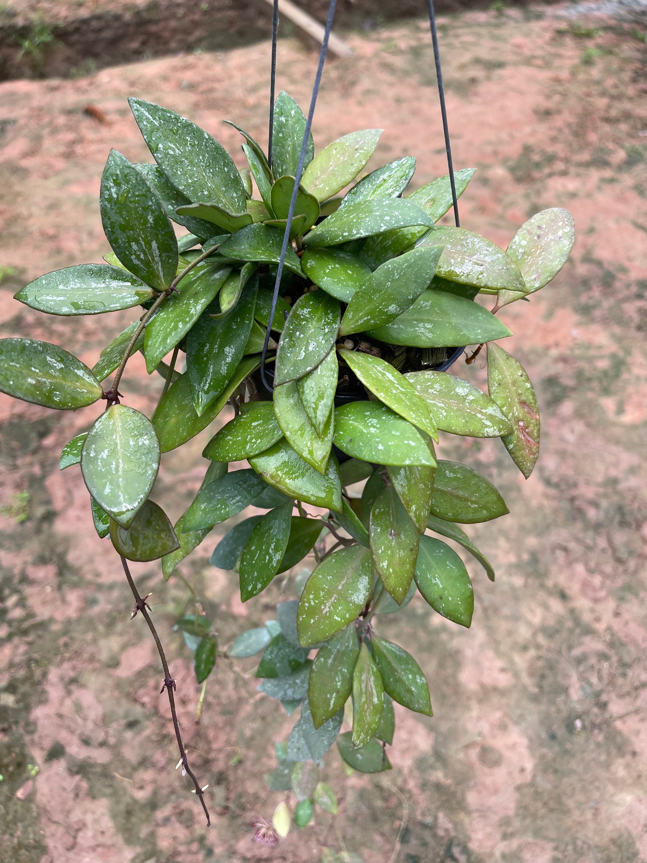 【メガネ】セル　HOYA P63035　クリアカーキ【0053】 Hoya (memoria x collina IR26) – Unsolicited Plant Talks