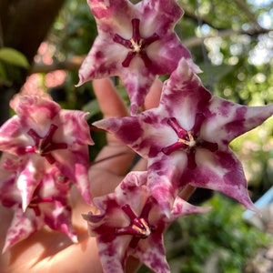Hoya Onychoides spot (((Hoya))) phyto-cer/////