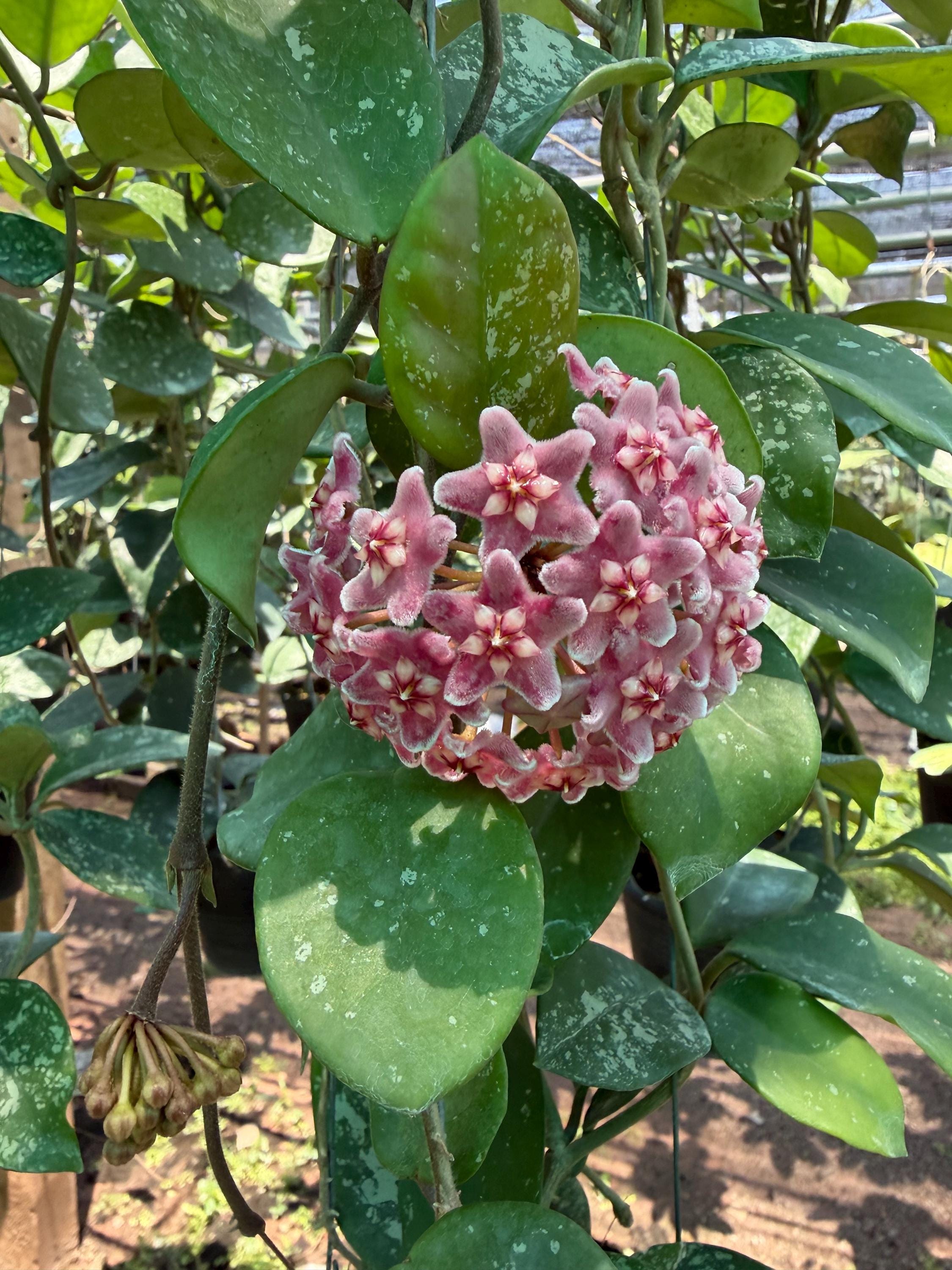 Hoya Carnosa Freckles Splash (((hoya))) Phyto-cer //// - Etsy Israel