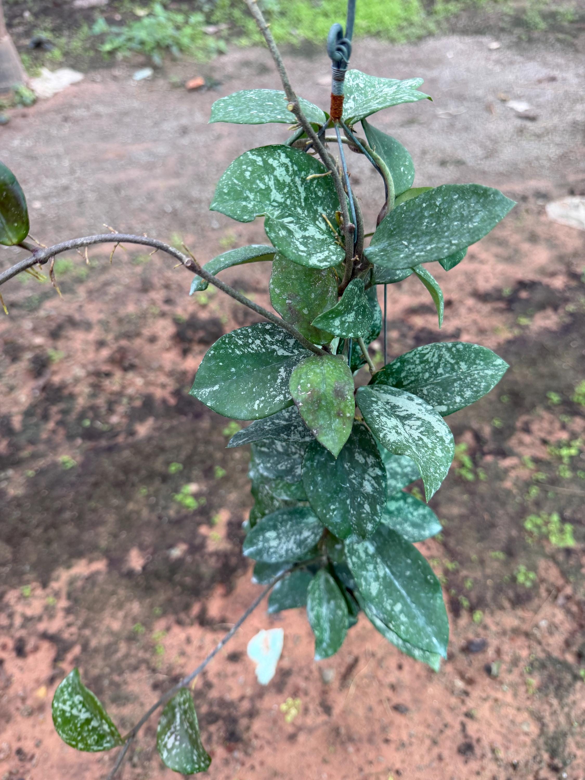 Hoya Carnosa Freckles Splash (((hoya))) Phyto-cer //// - Etsy