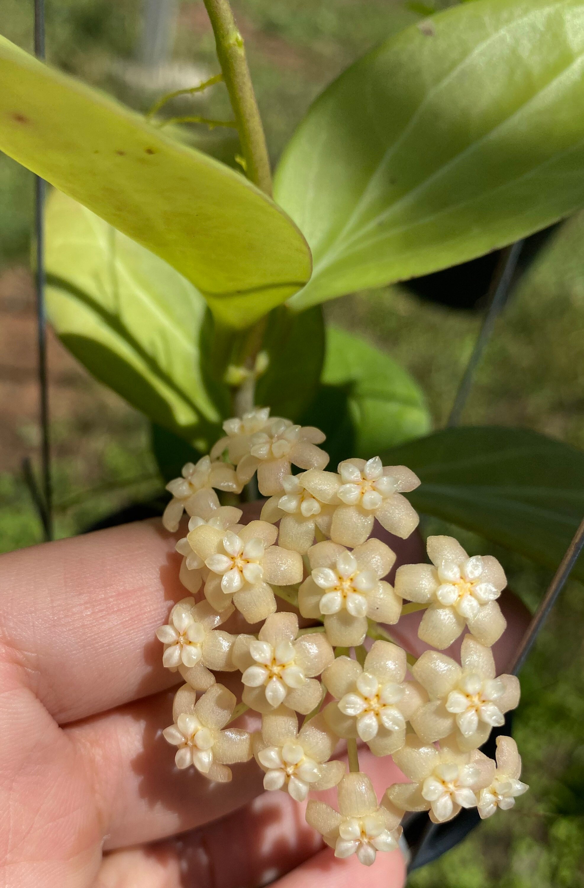 Hoya Hellwigiana Plant - Etsy