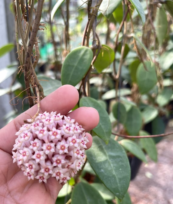 Hoya patera pink②花座付き。 Hoya Parasitica Pink (((hoya))) Phyto-cer//// - Etsy
