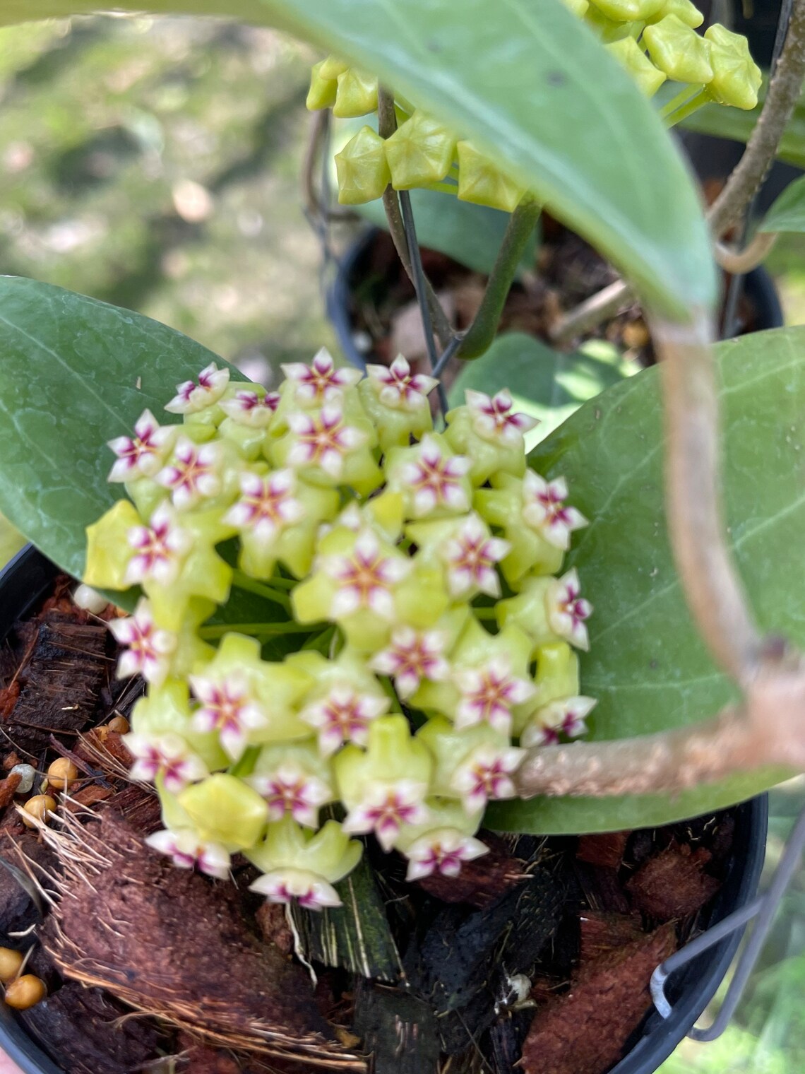 Hoya UT-033 (((hoya))) Phyto-cer//// - Etsy
