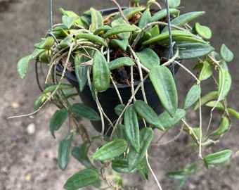 その他観葉植物 HOYA Lyi Hoya lyi splash Cold weather is here and my cool growers are