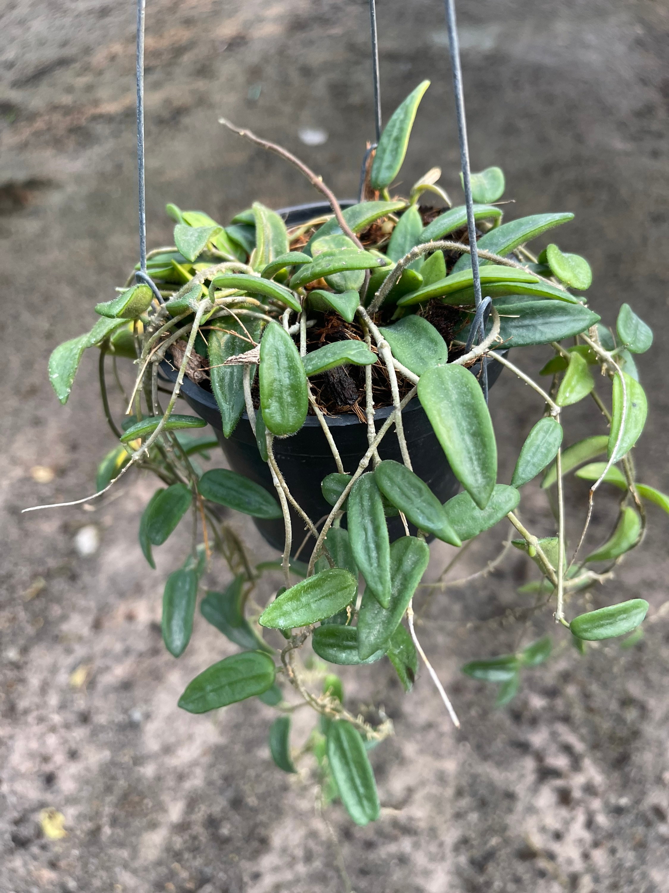 その他観葉植物 HOYA Lyi Hoya Lyi China (((((hoya -rare)))))phyto-cer///// - Etsy
