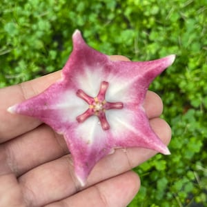 その他観葉植物 HOYA piestolepis Hoya piestolepis - Etsy 日本