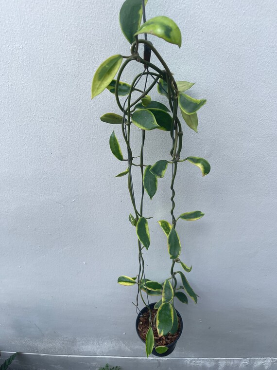 1134 ＊Hoya ＊ diversifolia＊外斑 ＊グリーンオングリーン 1134 ＊Hoya ＊ diversifolia＊外斑 ＊グリーンオングリーン