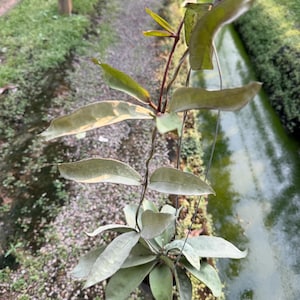 週末セール　レア　ホヤMitrata Silver サクララン訳あり Hoya mitrata - Etsy 日本