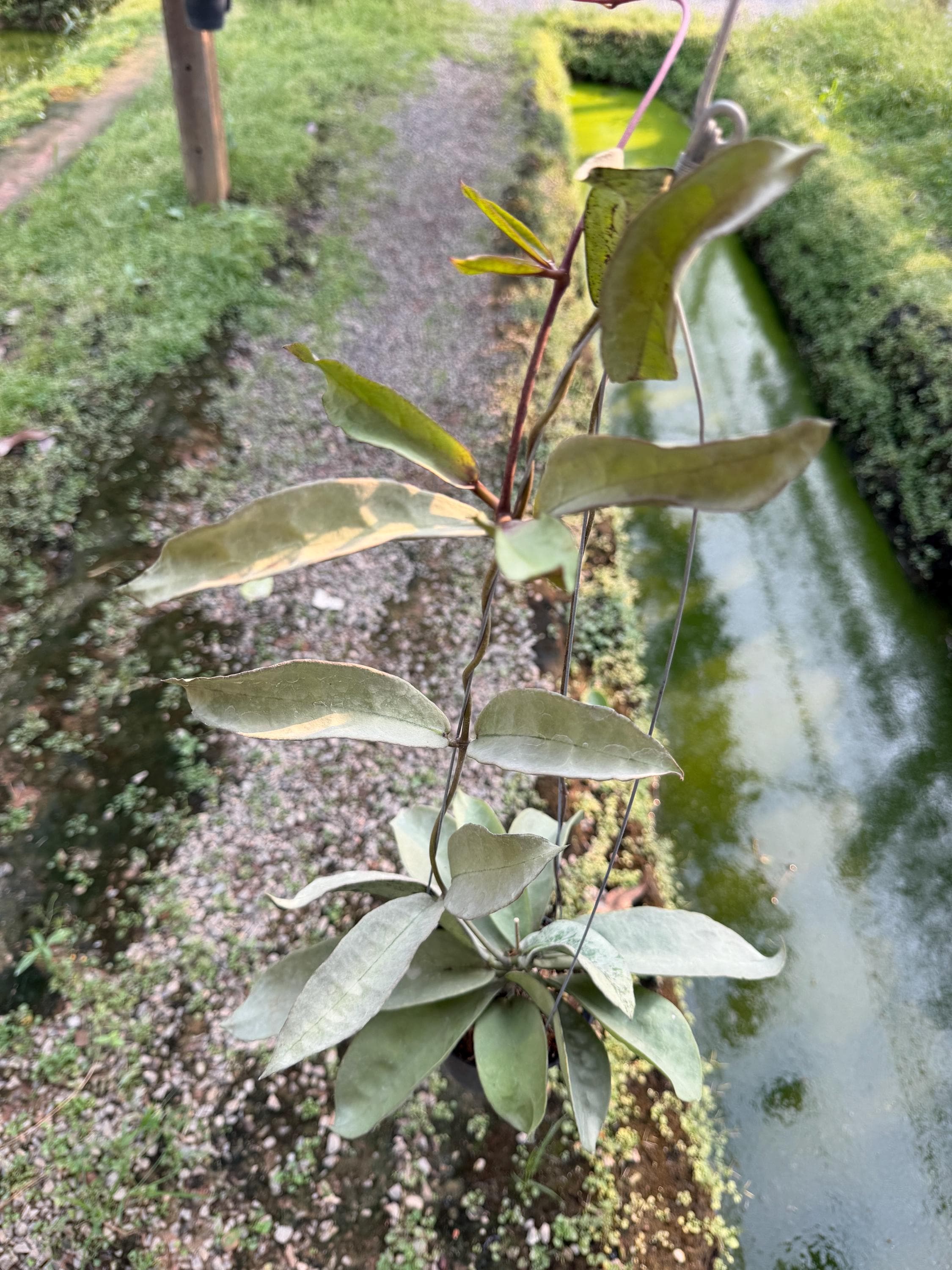 Hoya mitrata - Etsy 日本