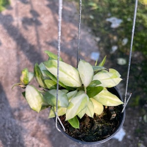 Puede incluir: Una planta colgante con hojas variegadas en una maceta negra. La planta tiene hojas verdes y blancas con una vid colgante.