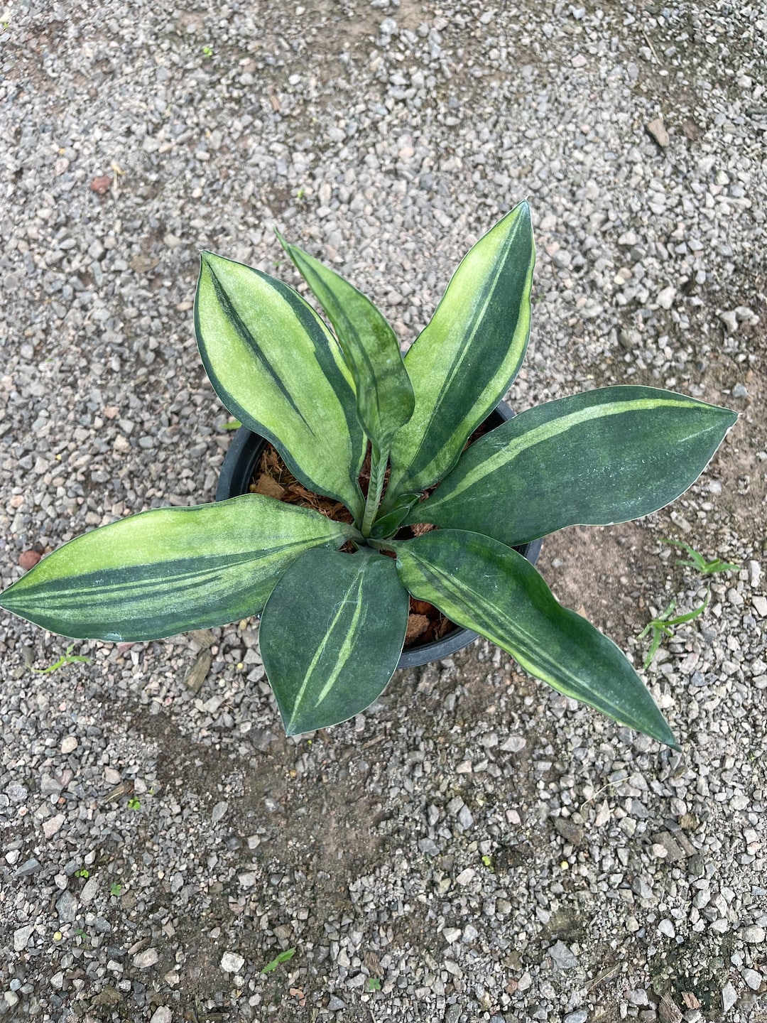 Very Rare Sansevieria Concinna Variegated spoonleaf Etsy