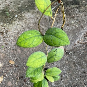 Hoya Irina (((Hoya))) phyto-Cer////