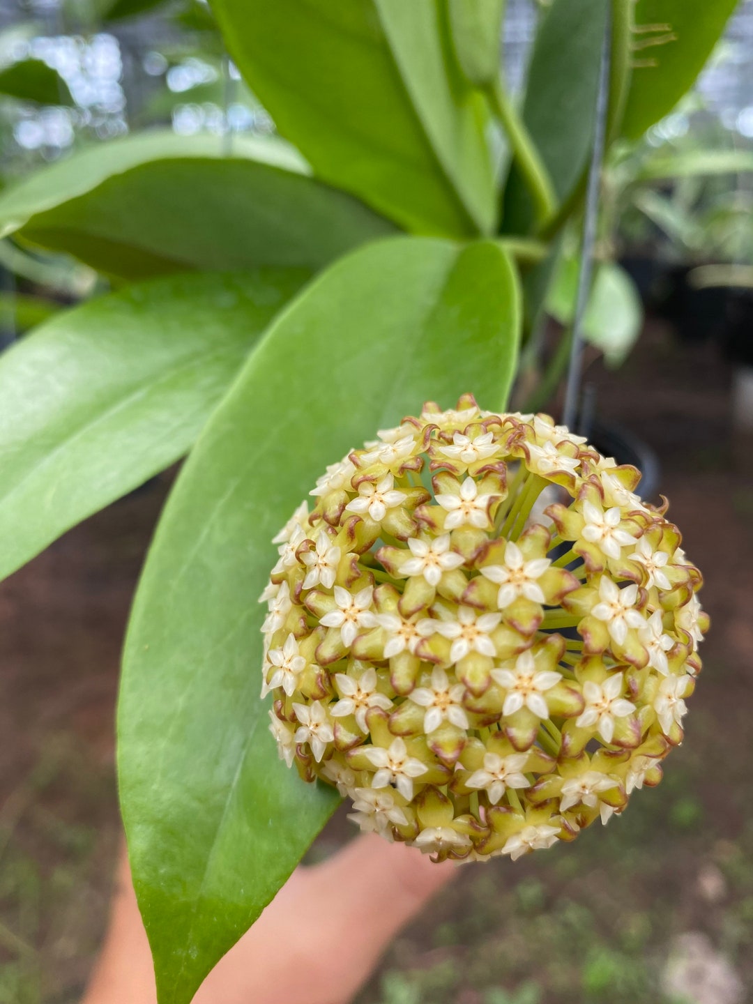 HOYA ロヘリ 250808 21 HOYA ロヘリ 250808 21