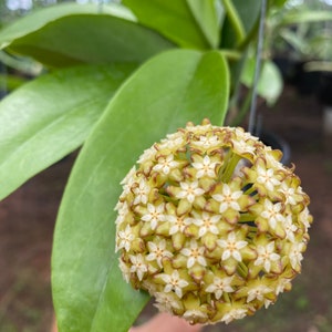 Hoya Macgregorii (((HOYA)) ##phyto cer  ///