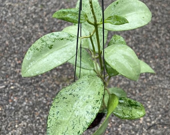 Hoya Latifolia Silver - Etsy Canada