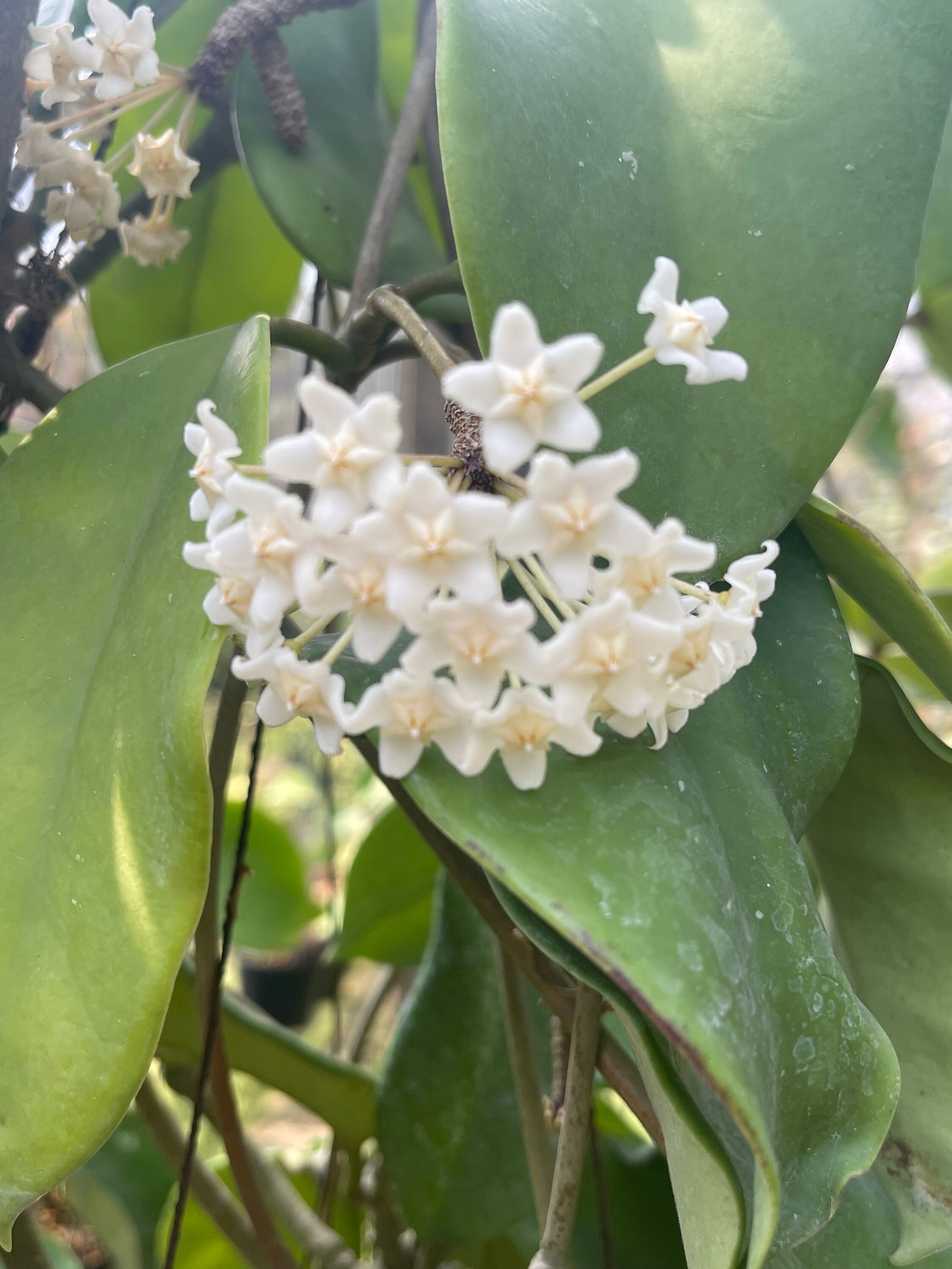 1025＊Hoya ＊ホヤ ＊diversifolia ＊グリーンオングリーン 1025＊Hoya ＊ホヤ ＊diversifolia ＊グリーンオングリーン