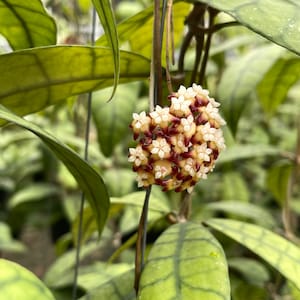 Hoya Callistophylla long ((((Hoya)))) phyto-cer////