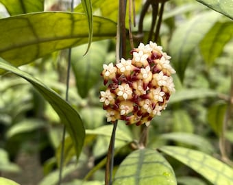 Hoya Callistophylla | Rare Hoya Plant - Etsy Canada