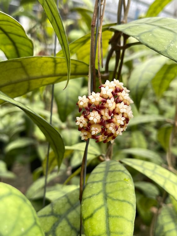 Hoya Callistophylla Long ((((hoya)))) Phyto-cer//// - Etsy