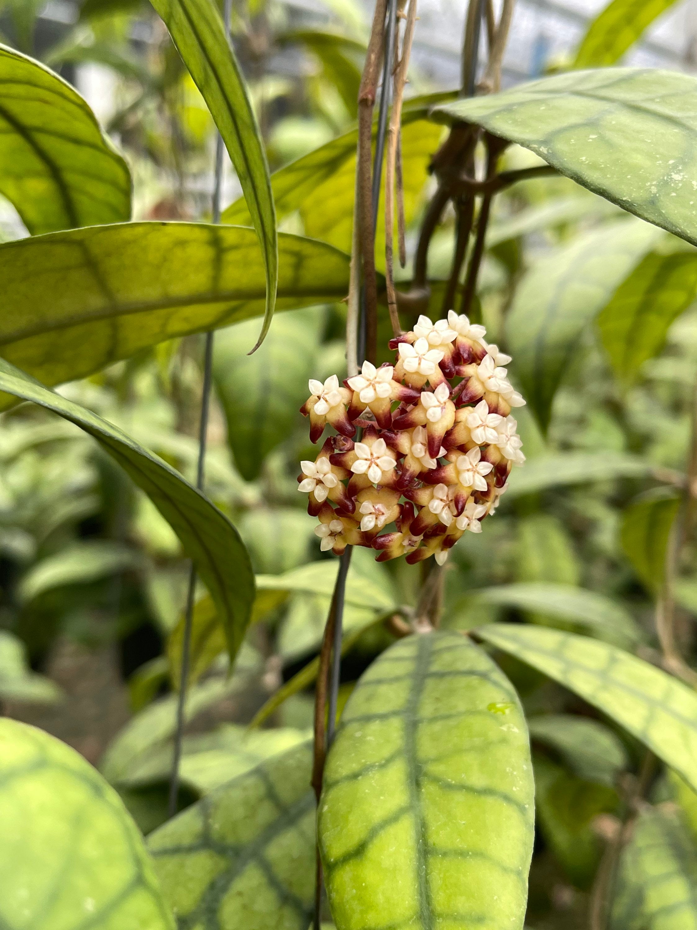 Hoya Callistophylla Long ((((hoya)))) Phyto-cer//// - Etsy