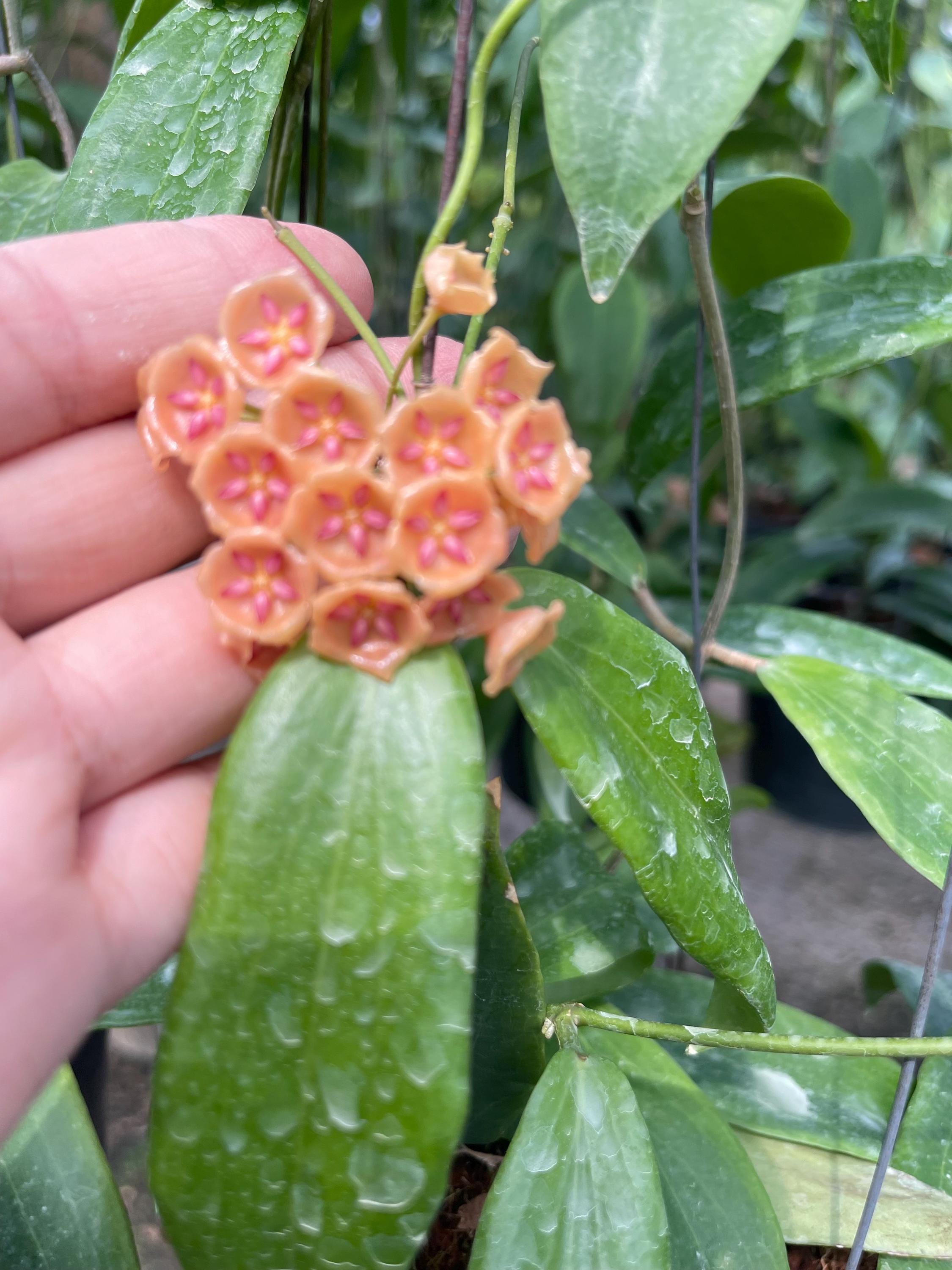 Hoya patella - Etsy 日本
