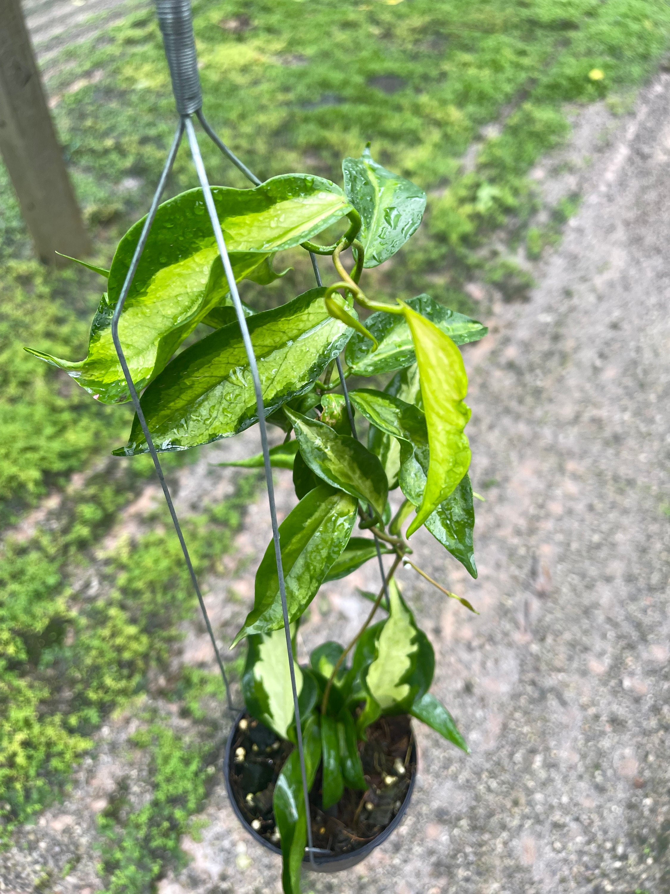 Hoya surisana - Etsy 日本