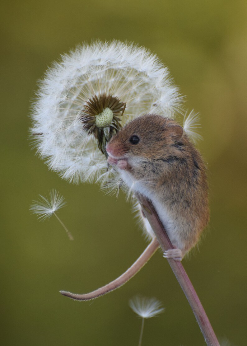 Dandelion Photography Harvest Mouse on Dandelion Field Mouse Etsy
