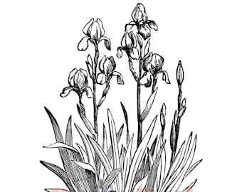 Iris In Bloom Rubber Cling Stamp