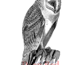 Barn Owl Rubber Cling Stamp