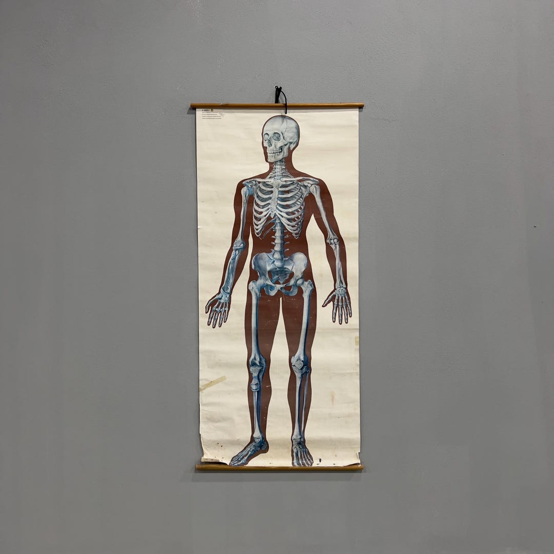 Vintage Anatomy Schools Poster From 1970s - Etsy
