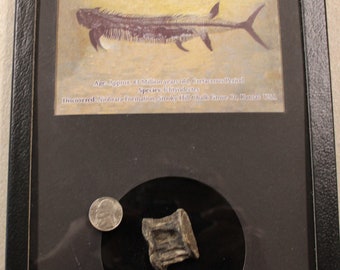 Dinosaur Fossil Fish Vertebrae