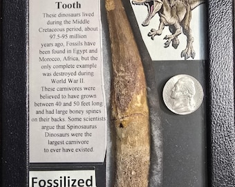 Large Spinosaurus Tooth