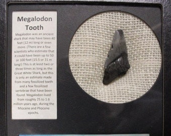 Megalodon Tooth in display with information