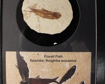 Fossil Fish Knightia Eocaena