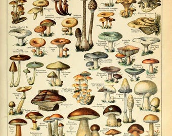 Puede incluir: Una ilustración vintage de varios tipos de setas, con sus nombres franceses y clasificaciones. La imagen está dividida en filas, cada una con una especie de seta diferente. Las setas se representan con detalle, mostrando sus formas, colores y texturas únicas. La imagen es un recurso valioso para la identificación y la educación sobre las setas.