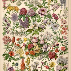 Colorful Fleurs : Vintage Botanical Poster Archival Quality Art Print