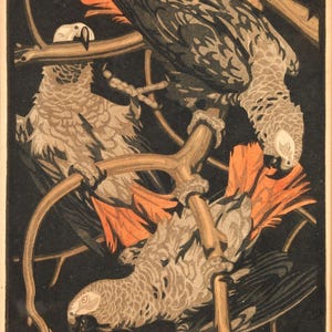 Grey Parrots Art Print by Norbertine von Bresslern-Roth