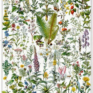 Plantas medicinales: póster botánico vintage, impresión artística de calidad de archivo