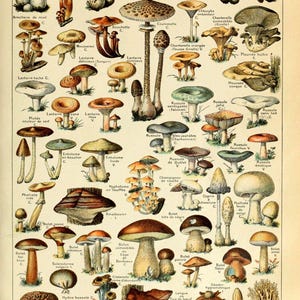 Póster educativo vintage de hongos y setas: impresión artística de calidad de archivo
