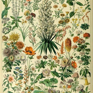 Fleurs: Vintage Botanisches Poster - Hochwertiger Kunstdruck