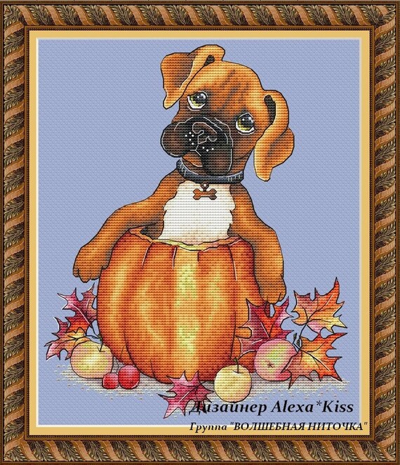 boxer dog pumpkin