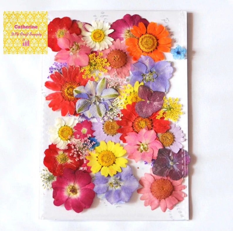 Pressed flowers Mixed of Hand Pressed flower pressed mixed Etsy