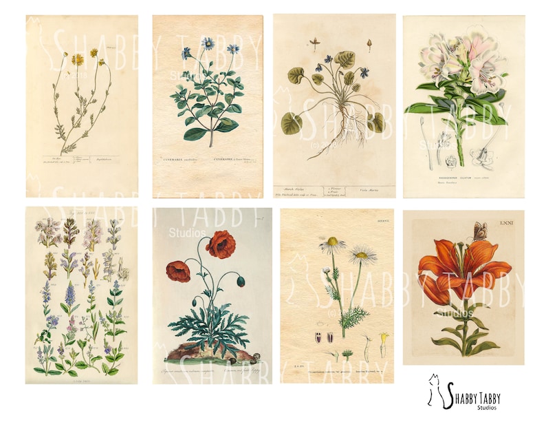 DIGITAL Botany Journal Kit Instant download the botanist Etsy