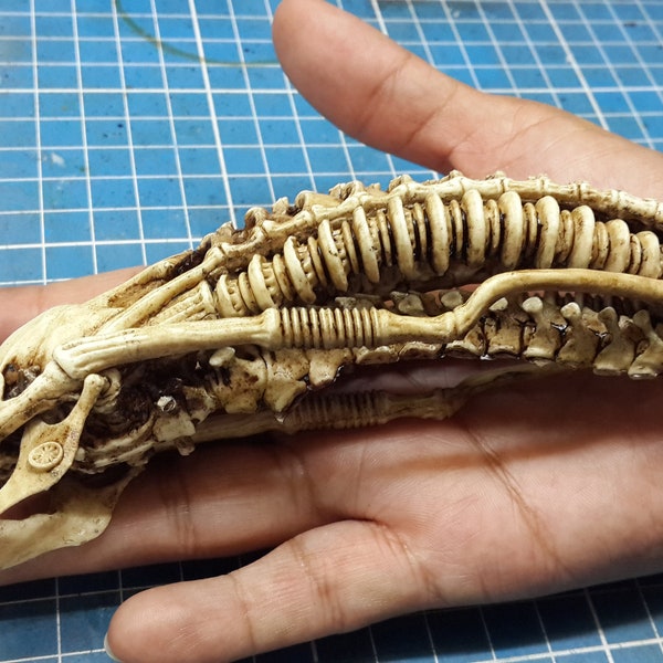 Xenomorph alien skull 1/6 Scale