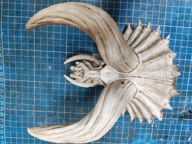 Puede incluir: Una r&eacute;plica de cr&aacute;neo de dinosaurio blanca y detallada con dos cuernos grandes. El cr&aacute;neo est&aacute; montado sobre una superficie azul.