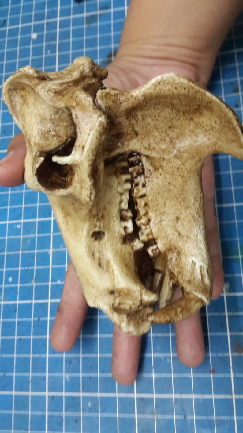 1/6 Scale hippopotamus Skull image 9