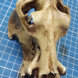 1/6 Scale hippopotamus Skull image 2