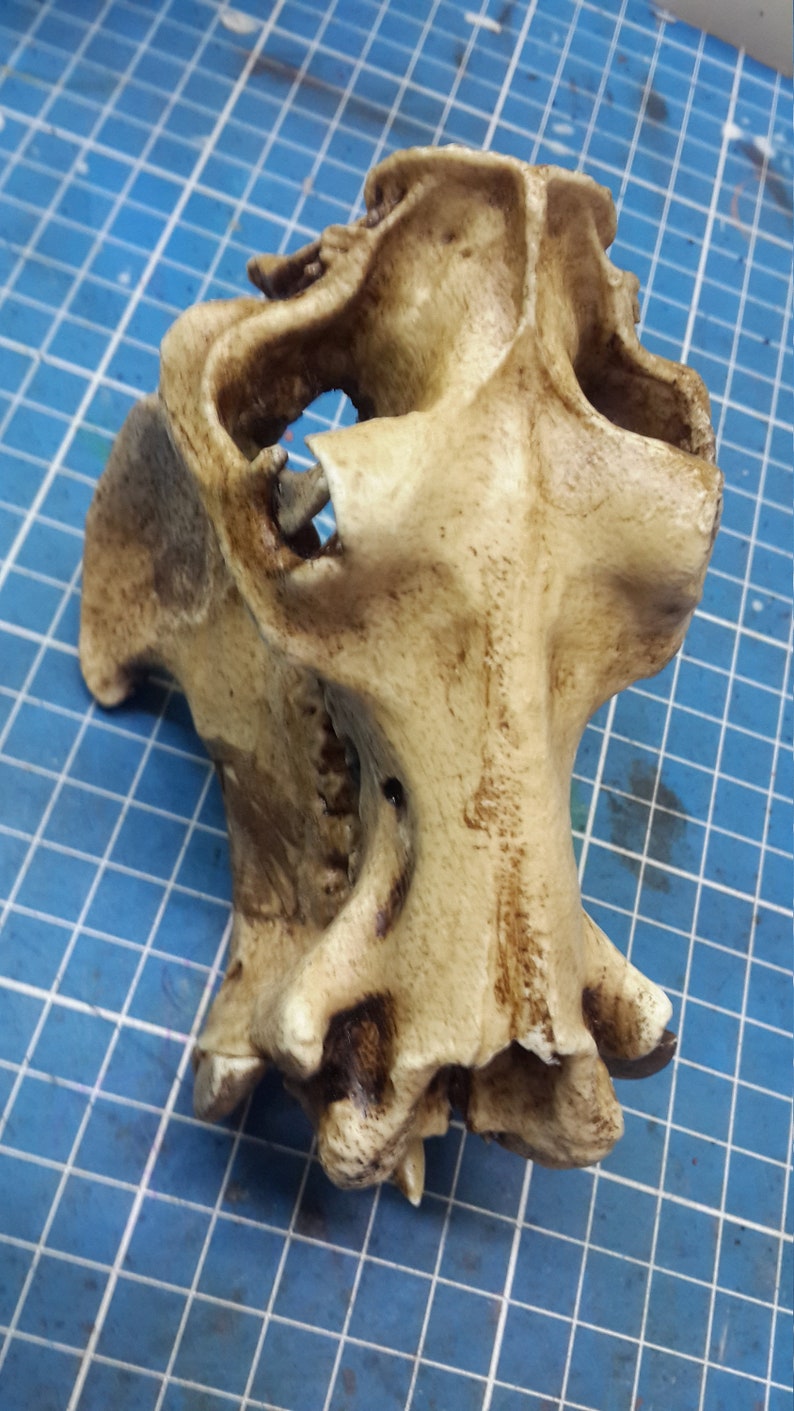 1/6 Scale hippopotamus Skull image 2