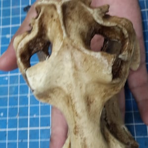 1/6 Scale hippopotamus Skull image 8